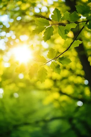 春天阳光透过树叶绿意摄影图