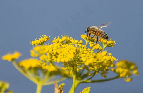 繁忙蜜蜂在春季黄色花朵上