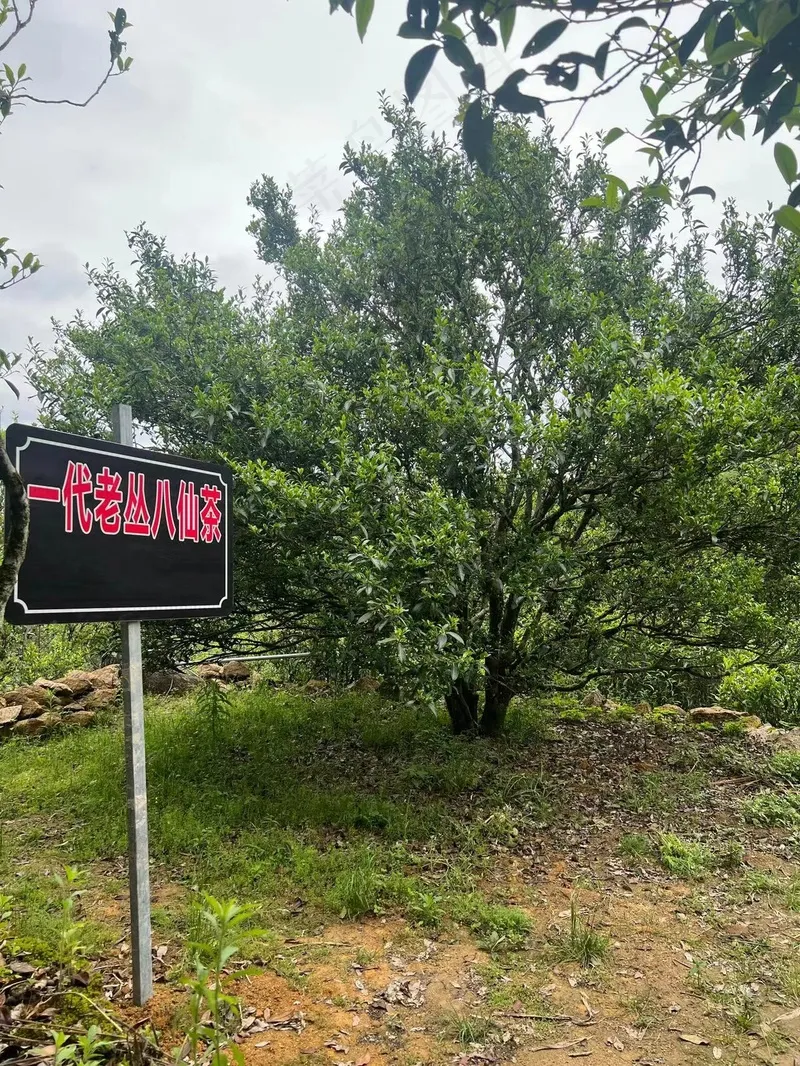 一代八仙凤凰单丛茶