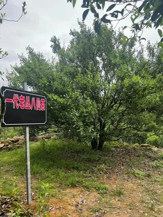 一代八仙凤凰单丛茶