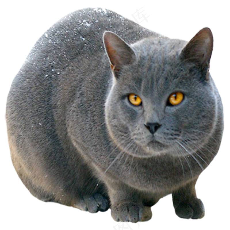 猫咪14-catpsd模版下载
