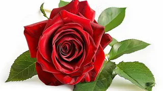 玫瑰花鲜花花朵摄影图