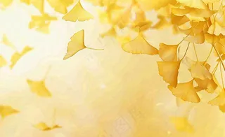 秋天银杏树黄叶落叶立秋秋分手绘插画背景