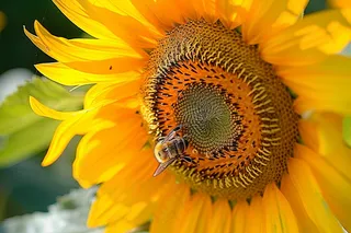 向日葵向阳鲜花摄影图