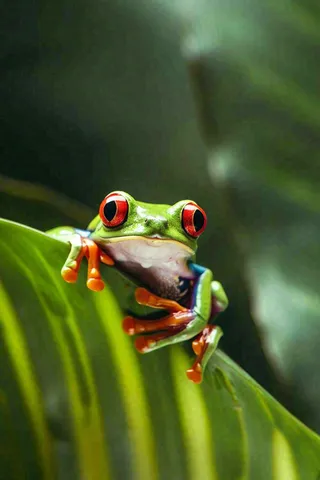 树蛙雨蛙青蛙趴着绿叶上夏天立夏小暑摄影图