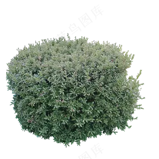 免抠球形灌木
