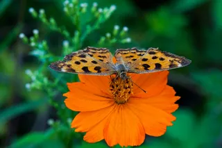 橙黄蝶舞花间色，自然生灵觅食图