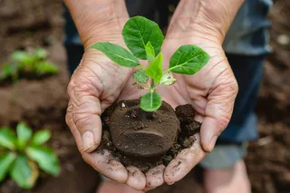 手捧树苗植树保护环境公益活动摄影图