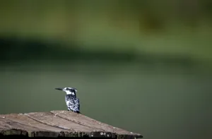 户外小鸟翠鸟