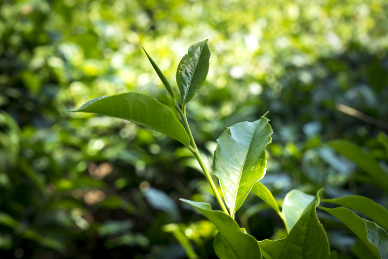 户外绿色茶叶