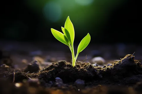 春天破土的嫩芽土壤立春摄影图 春天破土的嫩芽土壤立春摄影图