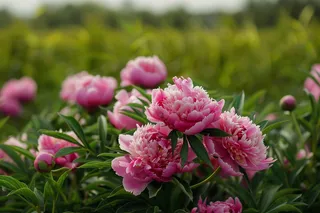 牡丹花国花鲜花摄影图