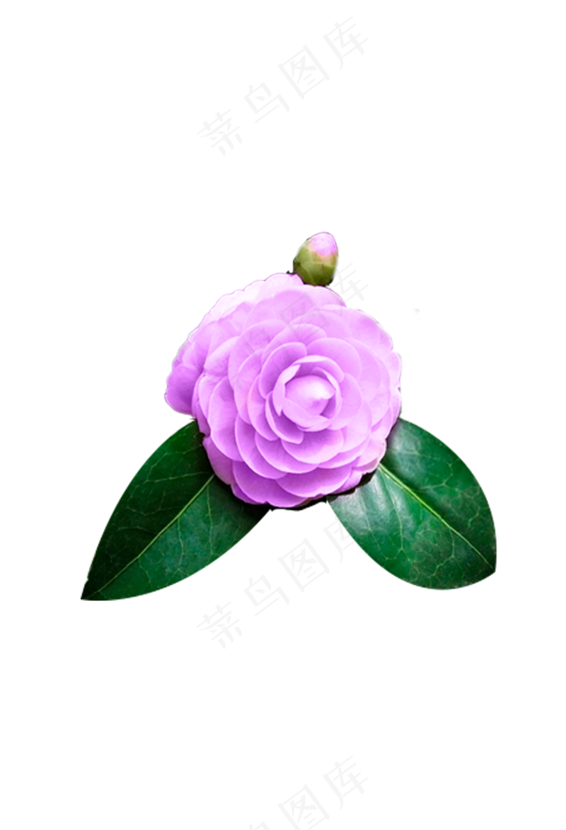 浅紫色山茶花 免抠