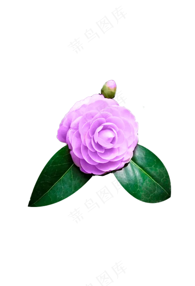 浅紫色山茶花 免抠