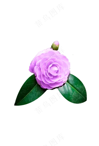浅紫色山茶花 免抠