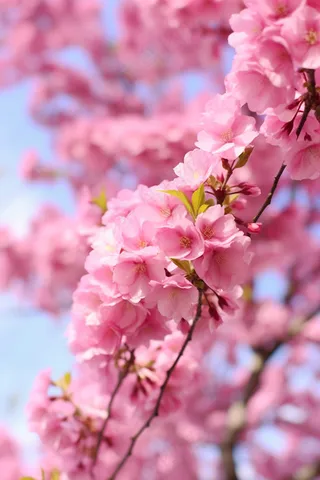 春天樱花粉色花朵海棠花摄影图