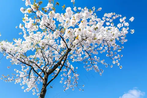 春日樱花花朵摄影图