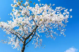 春日樱花花朵摄影图