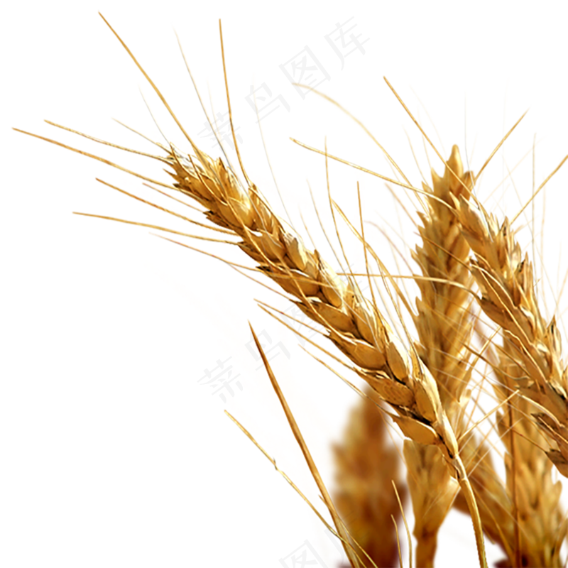 实拍麦子3 拷贝