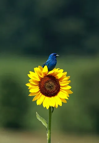 美丽的向日葵靛蓝彩旗