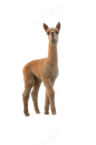 羊驼全身 免抠