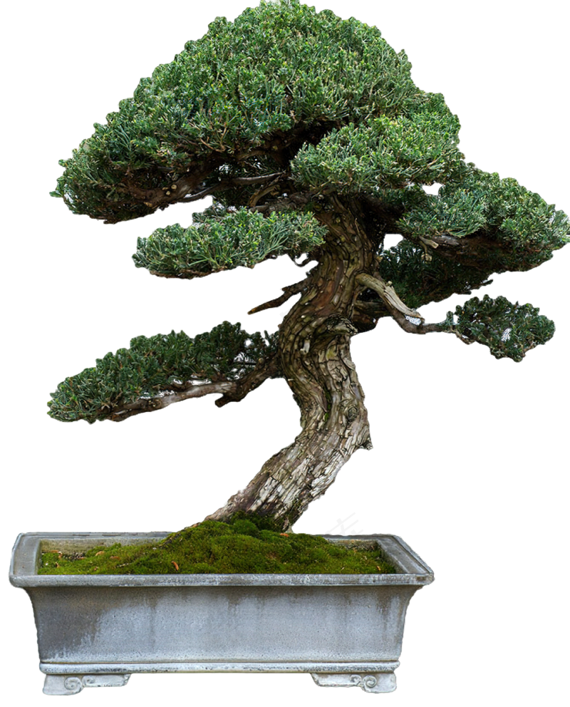 免抠盆景植物