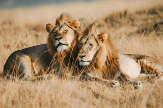 狮子雄狮动物非洲大草原保护动物摄影图