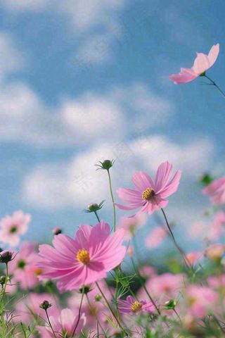 春夏粉色花朵自然清晰大自然风景花丛摄影图