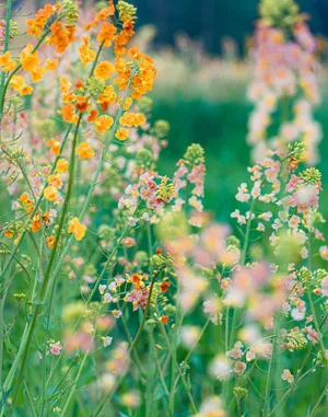油菜花的季节来了10