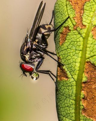 清晨露珠与苍蝇的邂逅