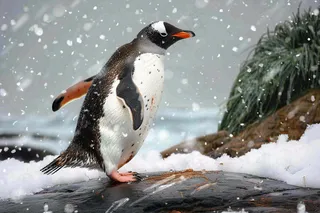 冰雪天地的企鹅寒冷动物摄影图