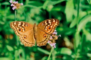 翩翩起舞的蝶恋花