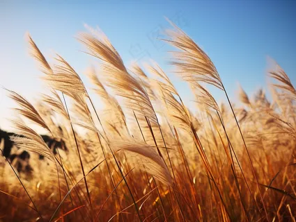 芦苇荡蓝天背景摄影图