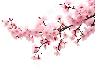 粉色樱花桃花枝条春天卡通插画免抠