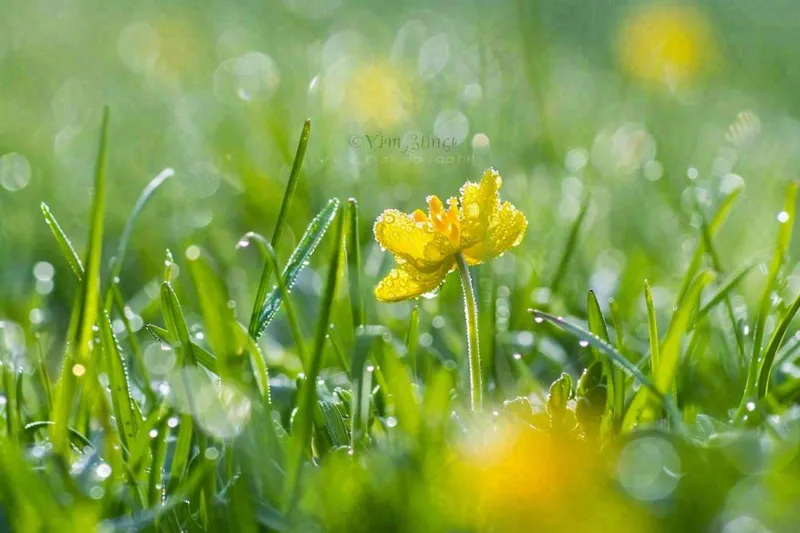 春天草丛里盛开的小黄花清晨露珠雨水谷雨摄影图(1344x896)