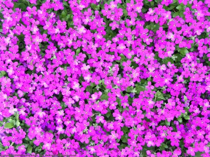 作为背景的花海