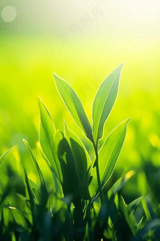 春天清晨阳光下的绿植绿意生机摄影图