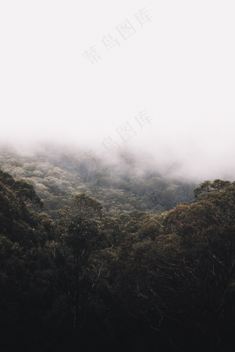 云雾森林图片