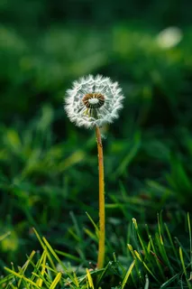 蒲公英植物春天摄影图