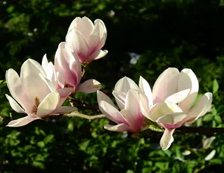 户外玉兰花花朵