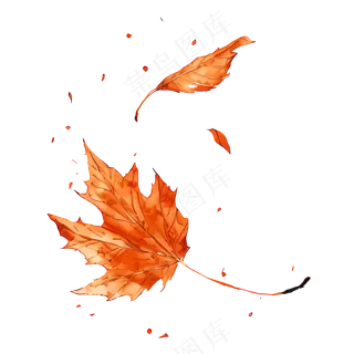 免抠手绘枫叶