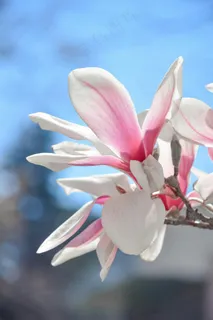 户外玉兰花花朵 户外玉兰花花朵