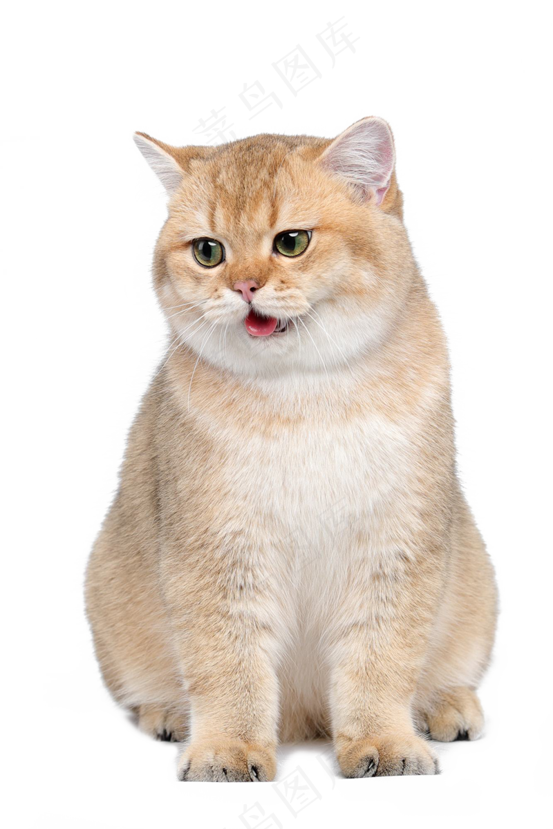 可爱猫咪摄影