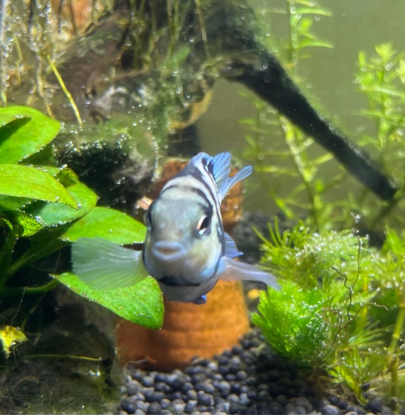 迷你鹦鹉鱼幼崽