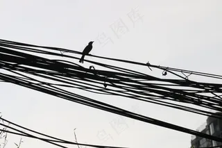 白天一直小鸟停在电线上仰望天空