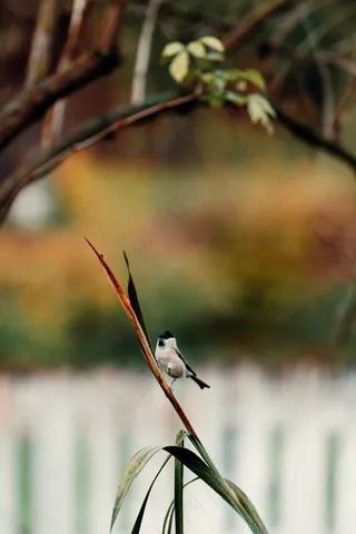 草枝上的小鸟