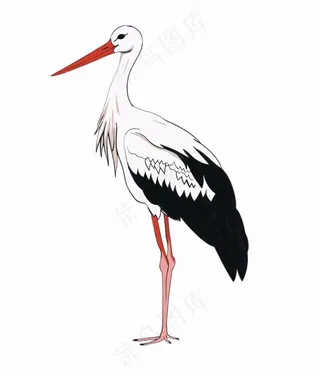 白鹤白鹭鸟国风插画免抠