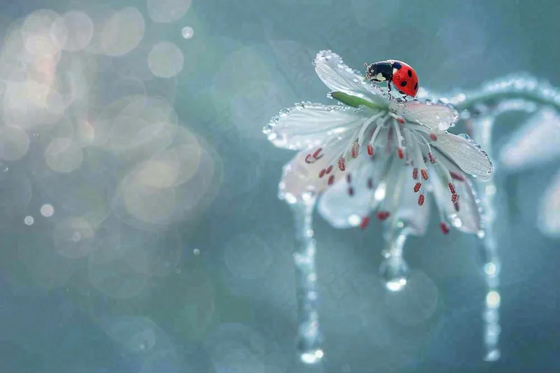 下雨天白色花朵上的七星瓢虫昆虫春天雨水谷雨摄影图(1344x896)