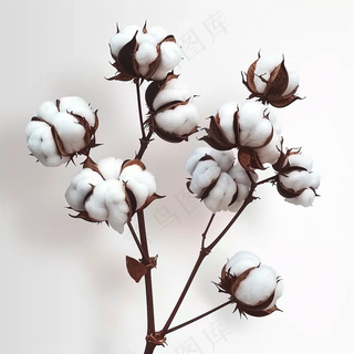 棉花成熟花束白色背景摄影图