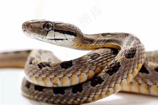 蛇在白色背景爬行动物摄影图